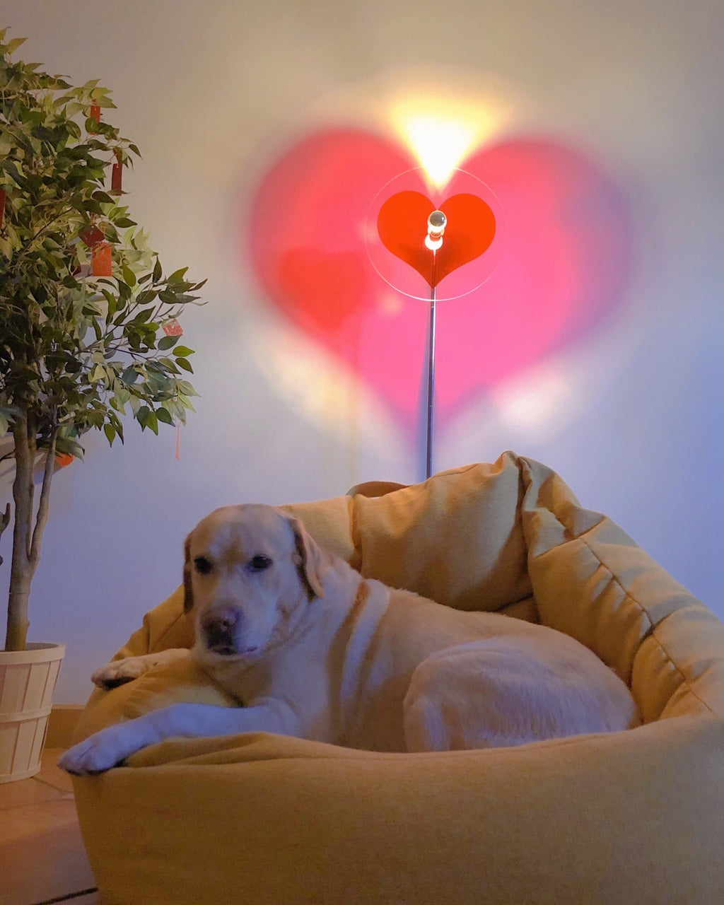 AMARYLLIS HEARTBEAT LUMINAIRE